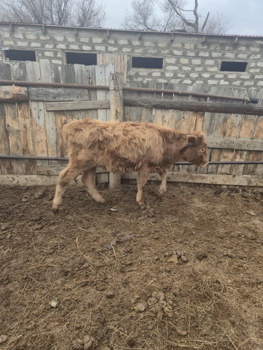 Продам телят бұзау сатам