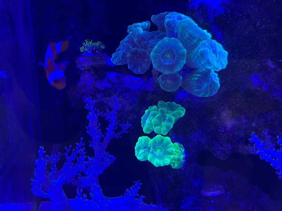 Acvariu Marin Red Sea Max Nano + Stand + Accesorii Complete