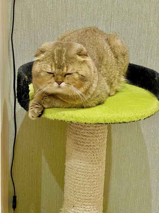 Вязка: Шотланский Скоттиш Фолд! Золотая шиншилла!