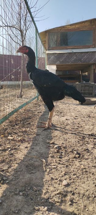 Продам Даканнннн