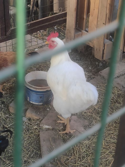 Продам молодых петушков