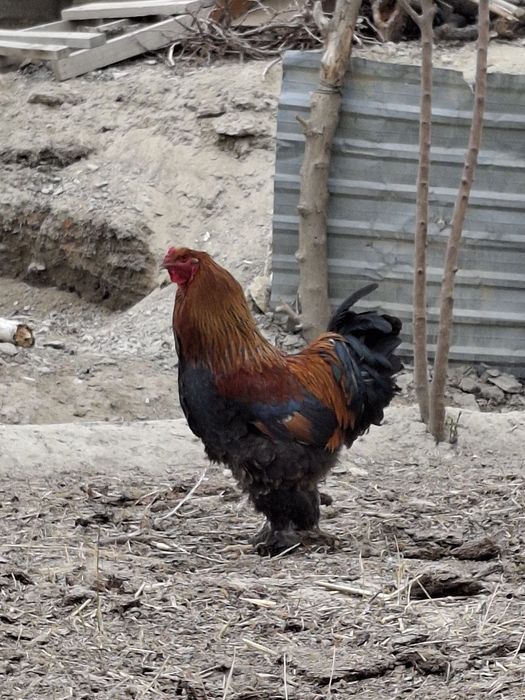 Брама хорозлар сотилади