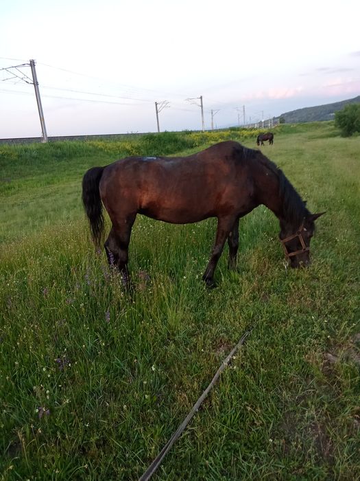 Vând iapă cuminte
