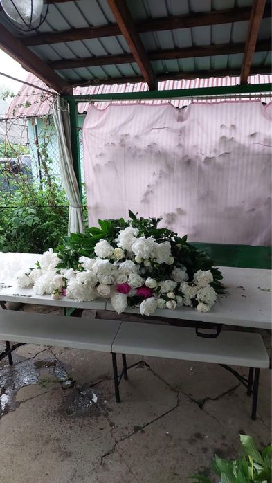 Продам пионы 58 веток
