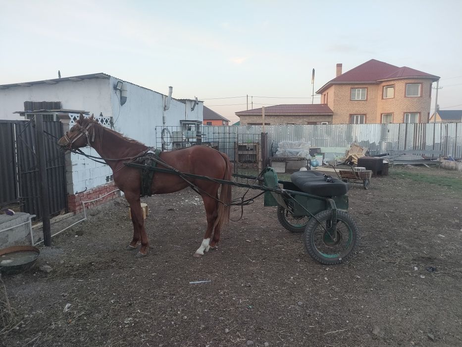 Жеребец на случной сезон Костанайский верховой упряжной породы!