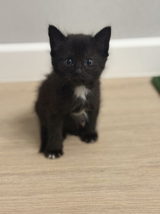 Отдам котят 1,5 месяца