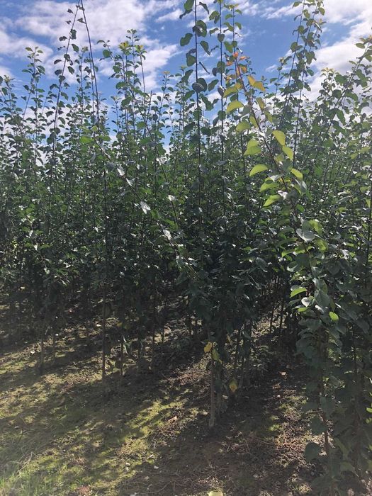 VAND Pomi fructiferi