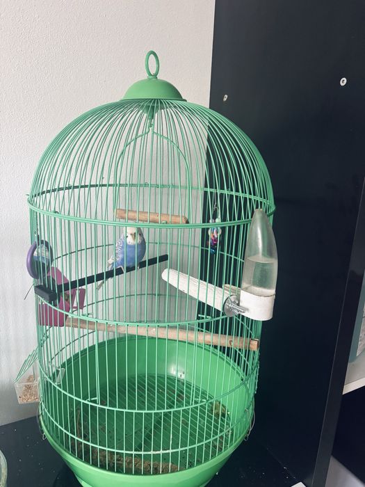 vand perusi cu tot cu colivie