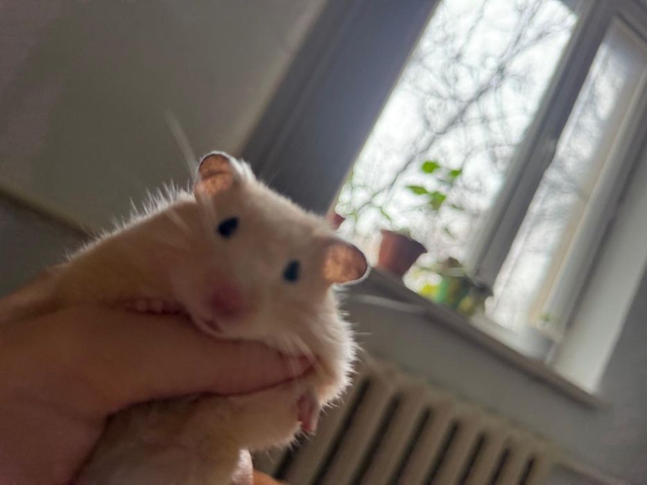 Продаю Хомяка Сирийский(мальчик)
