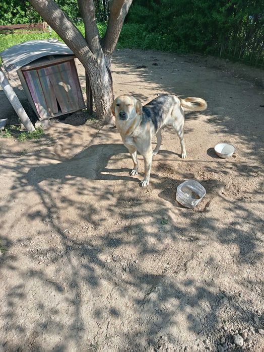 Отдам даром собаку , девочка