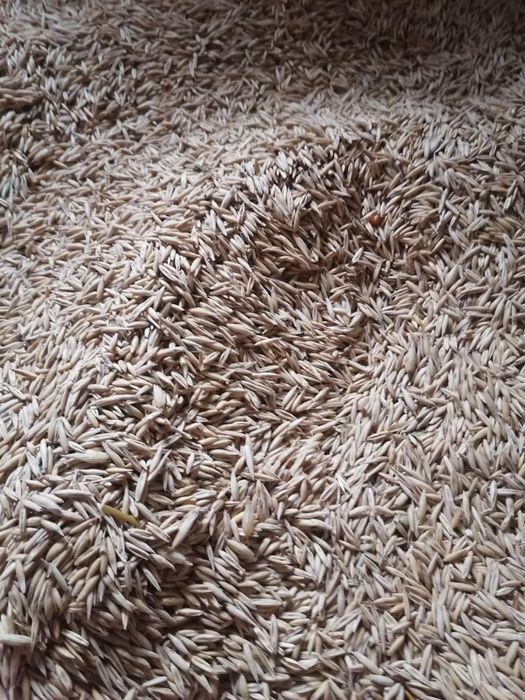 Vînd strujeni pentru animale 2lei snopu plus ovãs 1.50 kg   plus porum