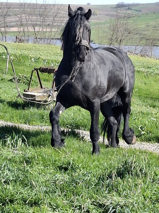 Armasar de montă