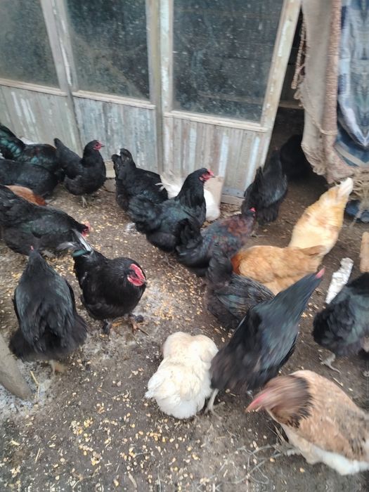 Продам домашные куры