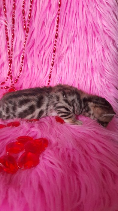 Бенгальские котята