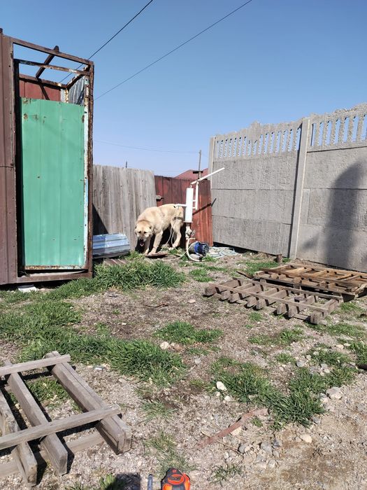 Продается сабака парода алабай вальер отдельно