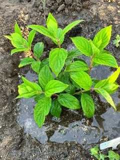 Саженцы, рассада, декоративные и плодовые растения недорого