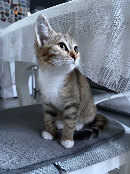 Котенок, 2-3 месяца