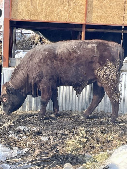 Бык Буга откормленый
