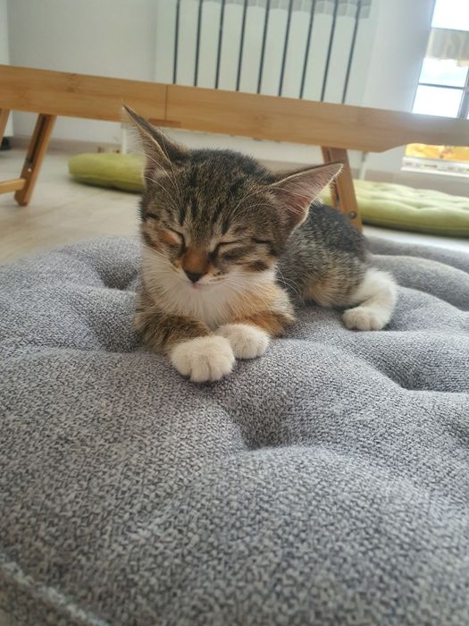 Отдадим в добрые руки котят