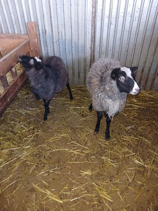 Продам романовских кошкарчиков