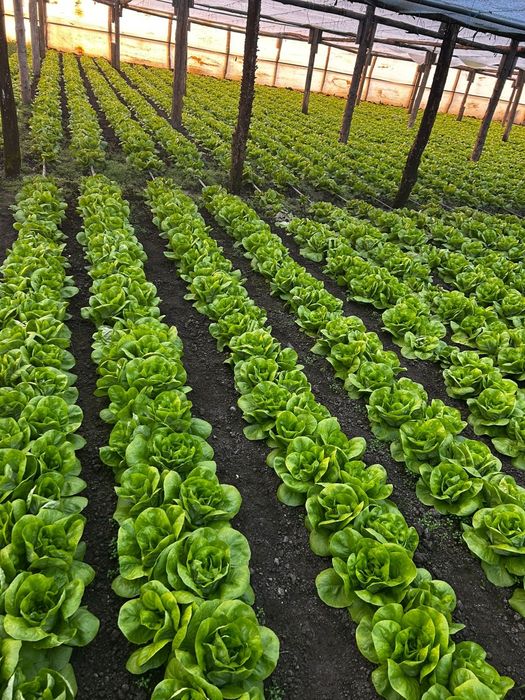 Salată verde Shangore