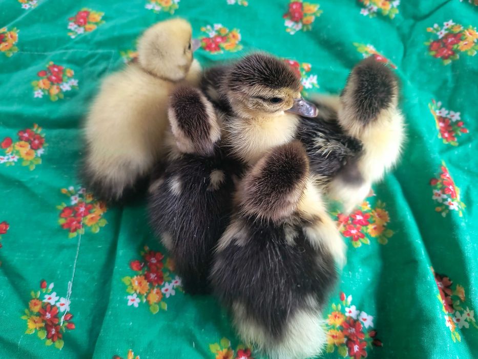 Ouă de rate mute pentru incubat.