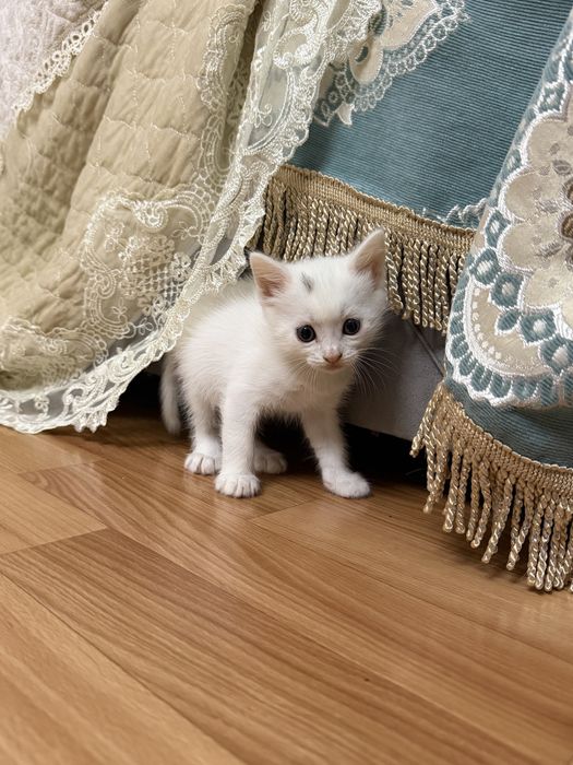 отдам котенка в добрые руки