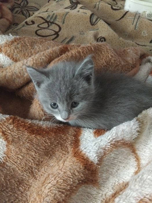 Продам котёнка девочку