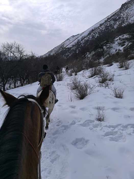 Конные прогулки, прокат лошадей, конные туры