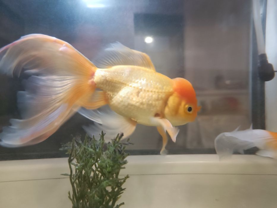 Золотые рыбки "Орандо"