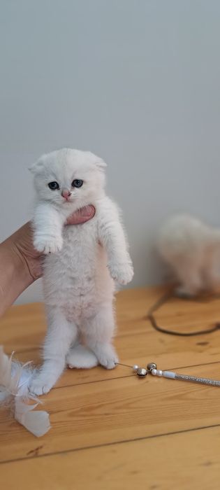 Serebristi shinshila mushuk zoti tozza ota onasi asl qonlardan