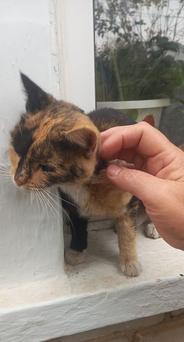 Кошечка в добрые ручки