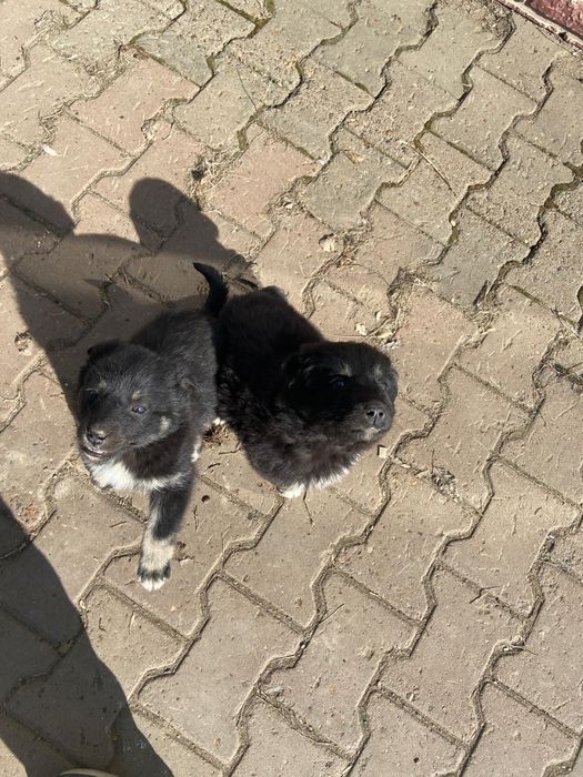 Отдадим щенят бесплатно