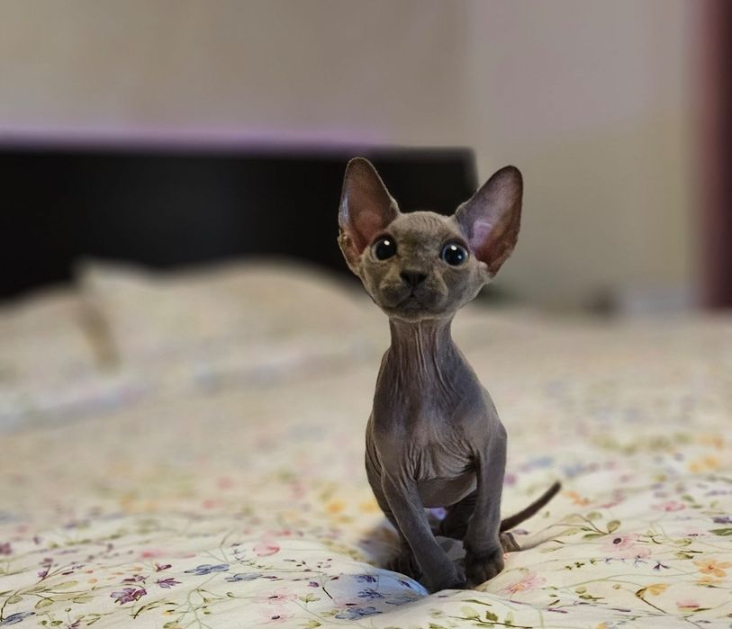 Baietel sphynx/sfinx BLUE deosebit!