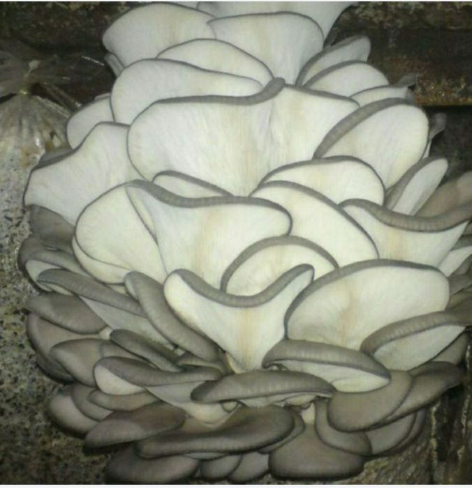 Семена Грибов  Вешинки Шанхай Р-80,КА 17 штп