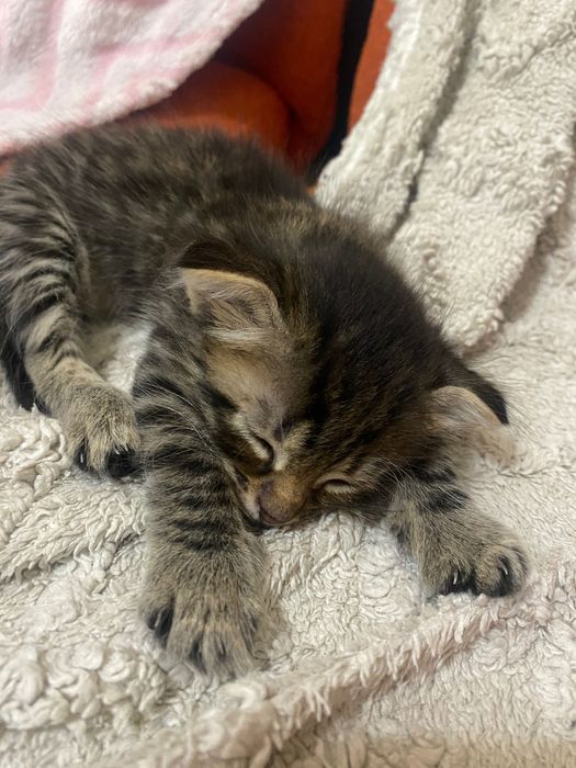 Отдам вислоухих котят в добрые руки