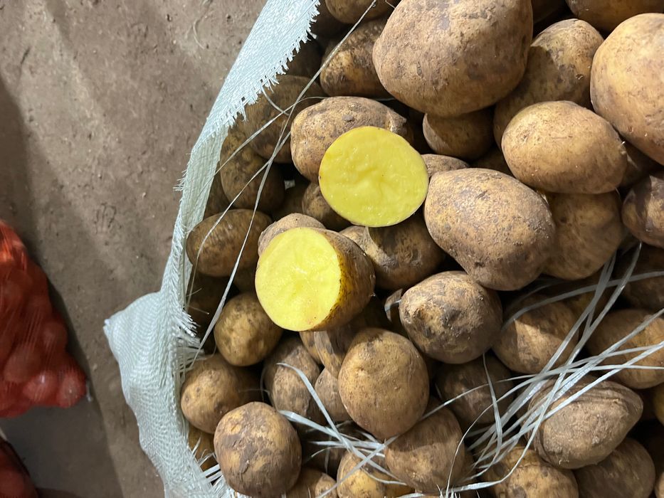 Продам картофель оптом