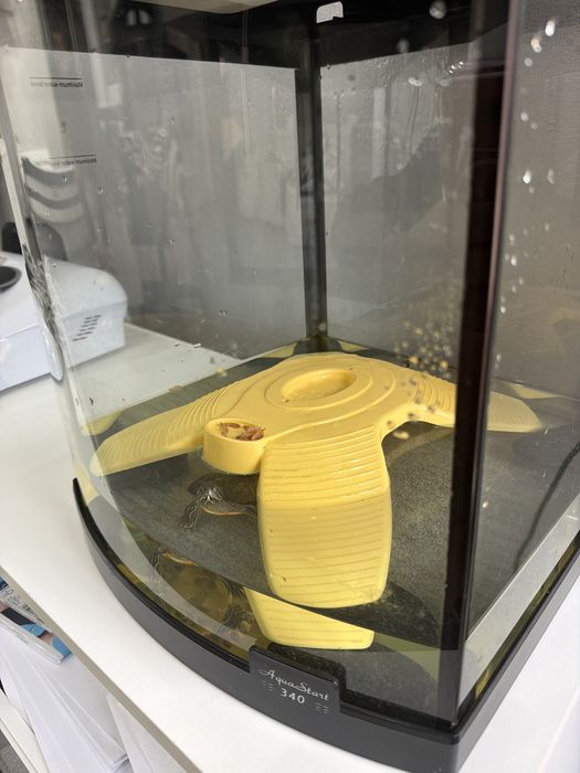 Vand Acvariu de pesti, + 2 testoase