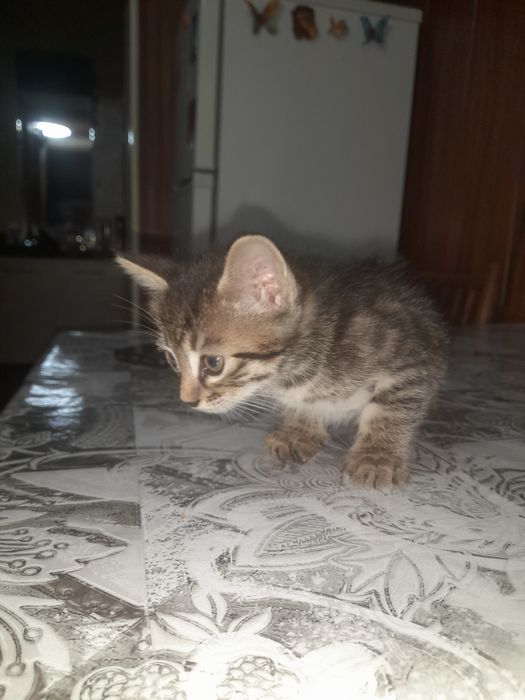 Отдам даром котят