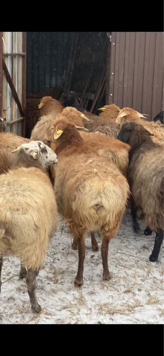 Жас кой сатамын срочьно