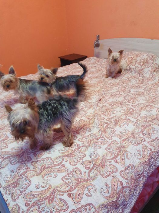 Мини йорки   3 женски