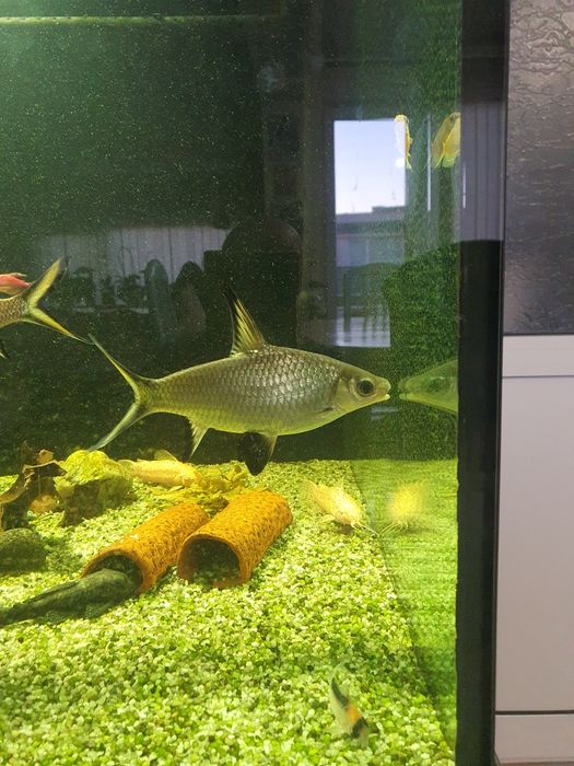 Две големи сребърни акули