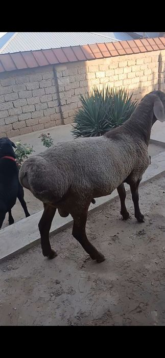 Qochqor sotiladi