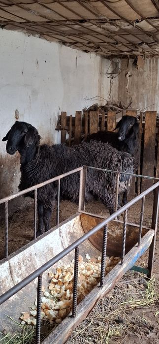 Қошкарлар тез арада сатылады