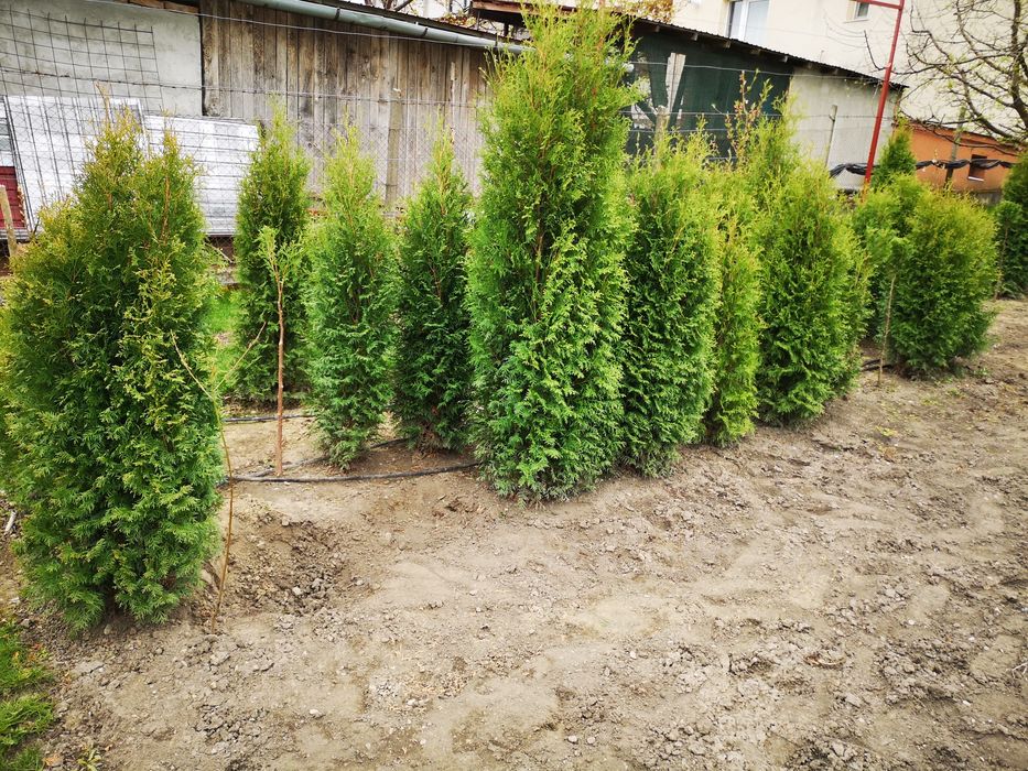 Vand tuia/tuja aclimatizati