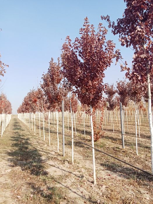 Клен краснолисный крупномер