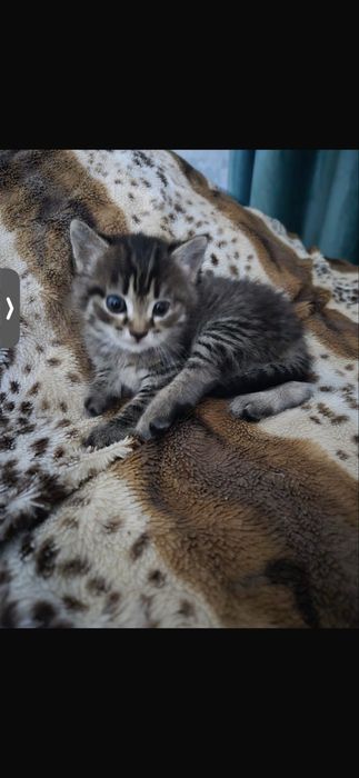 Ищем дом для котенка !