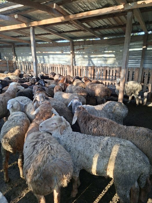 Бараны и овцы в продаже