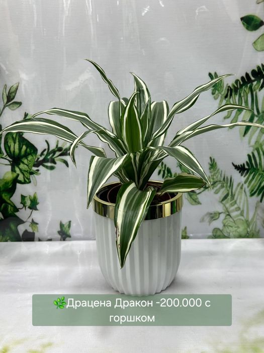 Шеффлера, Драцена,  Хоя, и др