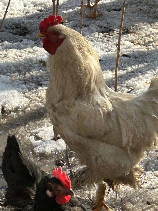 Продам курей, петухов молодых. Вывод 2025 июнь